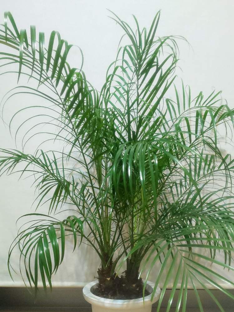 フェニックスロベレニーの投稿画像 By なおぞさん ヤシの木と観葉植物とカッコいいと南国とトロピカルとgs映えとおうち園芸と おうち園芸 フォトコンテストとヤシと男前とインテリアグリーンとグリーン 月5月3日 Greensnap グリーンスナップ