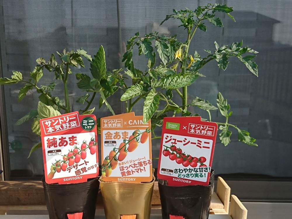 ミニトマト 純あまの投稿画像 By おおたちさん 小さな庭とカインズと花と生きるサントリーとおうちde菜園とおうちde菜園フォトコンとカインズ と花と生きるサントリーとおうちde菜園とおうちde菜園フォトコン 月5月3日 Greensnap グリーンスナップ