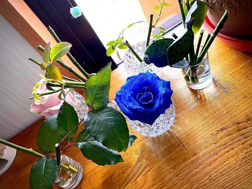 薔薇の水挿しその他｜🍀GreenSnap（グリーンスナップ）