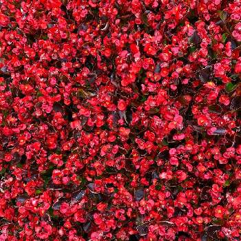 ハートの花びらの画像 by シゲルさん | ベゴニアの花とハートの花びらとあなたに抱きついたと幸福な日々とチーム横浜とiPhone撮影