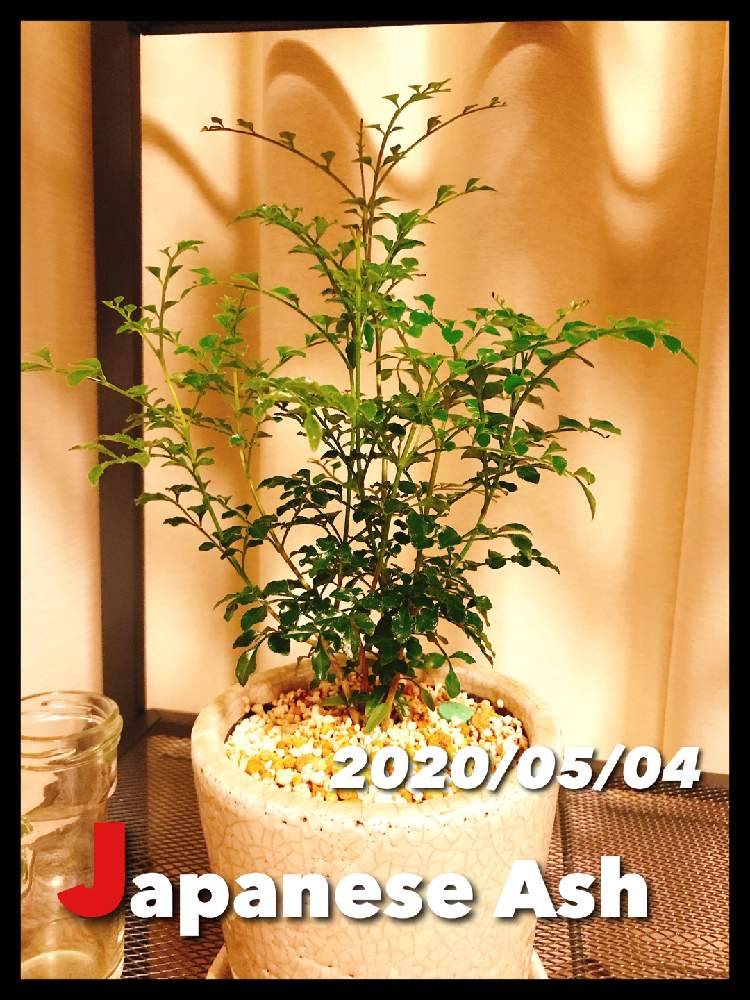 トネリコの投稿画像 By Yuhekoさん 観葉植物とトネリコ属と陶器鉢と植え替えとショップ巡り と植木鉢 月5月4日 Greensnap グリーンスナップ
