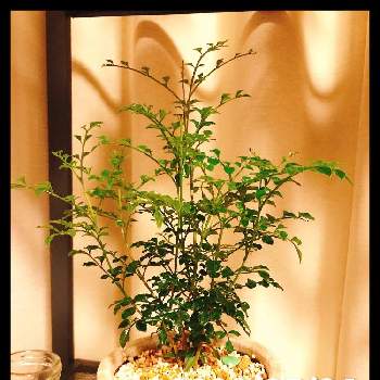 トネリコ属の画像 by yuhekoさん | 窓辺とトネリコと観葉植物とトネリコ属と陶器鉢と植え替えとショップ巡り！と植木鉢
