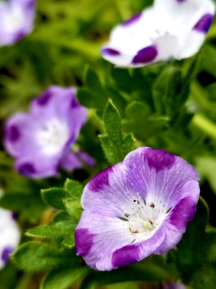 わたしの庭の投稿画像 By はなちゃんさん 庭で咲くとおうち園芸と初めての色のネモフェラとわたしの庭と庭で咲くとおうち園芸と初めての色のネモフェラ 月5月4日 Greensnap グリーンスナップ Greensnap グリーンスナップ