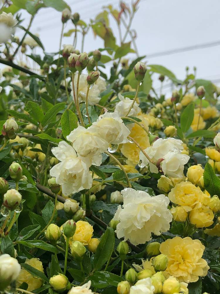 白モッコウバラの投稿画像 By うふふさん 黄モッコウバラと癒される とmy 薔薇と薔薇に魅せられてと新型コロナウィルスに負けるなとマイガーデンとおうち園芸と おうち園芸 フォトコンテストと薔薇が好き と医療現場の人々に感謝とお花が好き とウフフと月曜日には