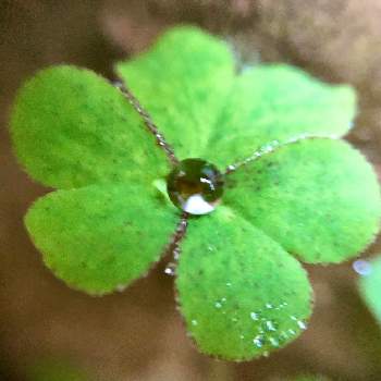 カタバミの葉っぱの投稿画像一覧 Greensnap グリーンスナップ