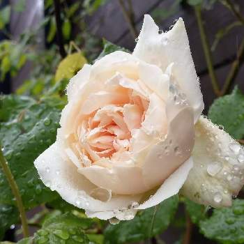 バラ マダムアルフレッドキャリエールの画像 by oyuudonさん | 小さな庭とつるバラとばら バラ 薔薇とバラ マダムアルフレッドキャリエールとおうち園芸