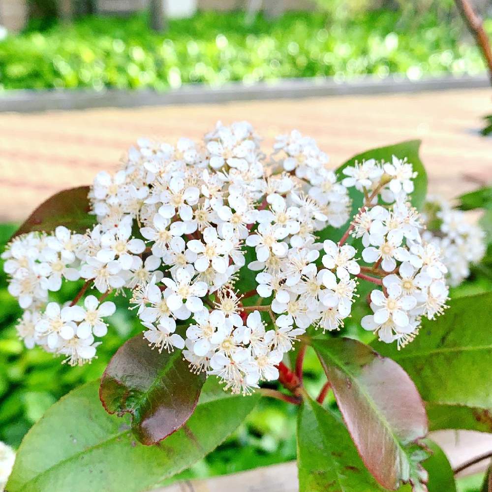 カナメモチの投稿画像 By まりももさん 白い花と小花好き 月5月4日 Greensnap グリーンスナップ