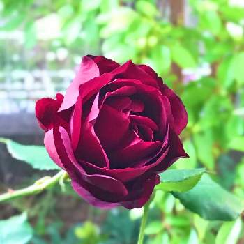 バラ＊フランシス・デュブリュイの画像 by rainbowdropさん | 小さな庭と真紅のバラとバラ＊フランシス・デュブリュイとダマスク香とフランシスデュブリュイ♡とバラ鉢植えとダマスクの香りと小さなお庭