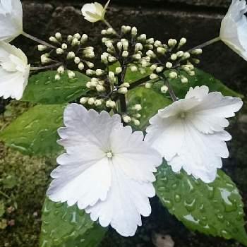 冬あじさいの投稿画像一覧 Greensnap グリーンスナップ