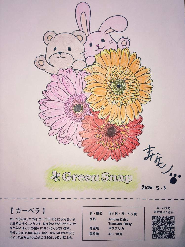 初投稿の投稿画像 By まなさん ガーベラとぬりえdeおべんきょう 月5月4日 Greensnap グリーンスナップ