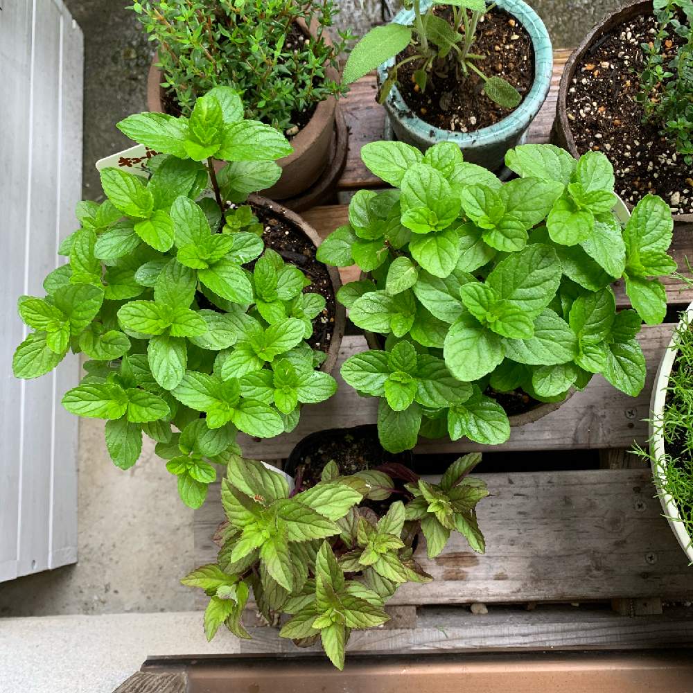 イエルバブエナ キューバミント の投稿画像 By Mi Soさん 和ハッカ 南アルプス とイングリッシュミントとハーブガーデンとアパートとベランダ ガーデニングと癒しとナチュラルガーデンとベランダガーデンと ミントと癒し空間と屋外組とハーブとハーブのある暮らしと