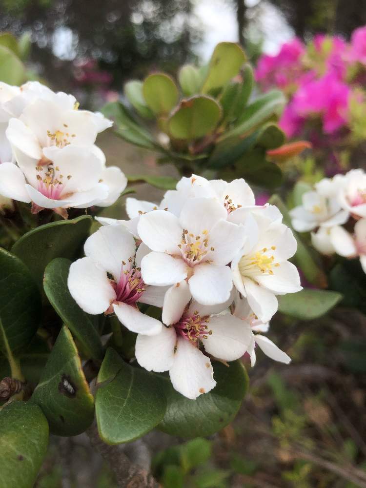 シャリンバイの投稿画像 By 熊だよ さん お出かけ先と街路樹とお散歩と花のある暮らしと街路樹とお散歩と花のある暮らし 月5月4日 Greensnap グリーンスナップ Greensnap グリーンスナップ