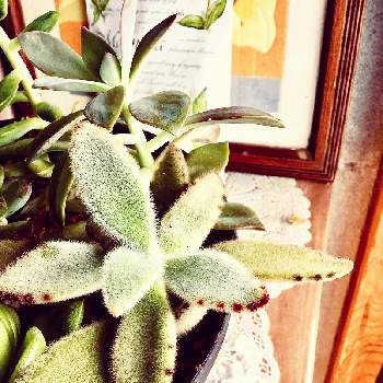 兎シリーズの投稿画像一覧 Greensnap グリーンスナップ