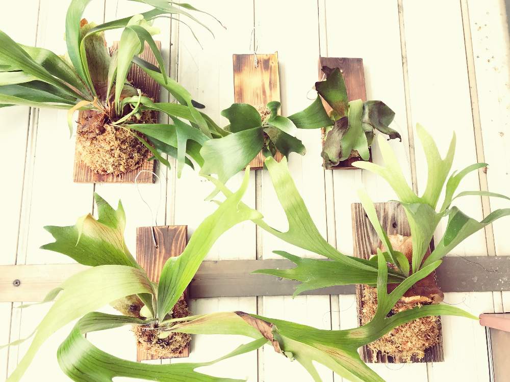 着生植物の投稿画像 By サマーさん コウモリラン と初板付けと ビカクシダとビカクシダ板付と成功祈願とコウモリラン板付 月5月4日 Greensnap グリーンスナップ