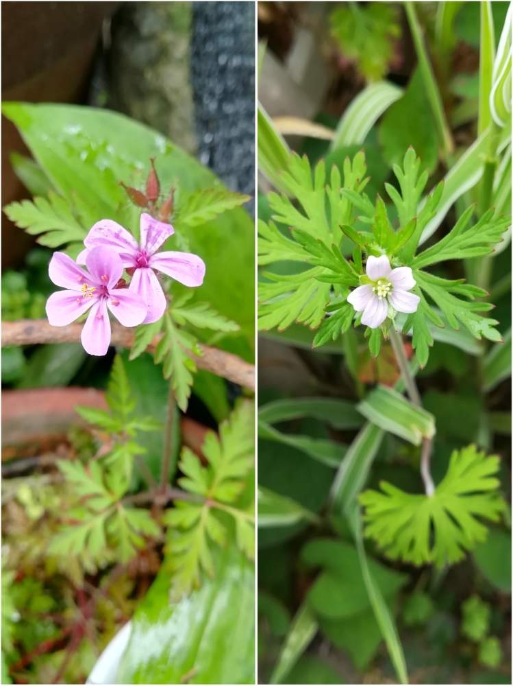 アメリカフウロの投稿画像 By 阿南田零さん ヒメフウロとgeranium Robertianumとgeranium Carolinianumと春のお花とピンクの花と野草とフウロソウ属と山野草と外来種とおうち園芸と帰化植物と おうち園芸 フォトコンテストと雑草と フウロソウ科 月5月4日