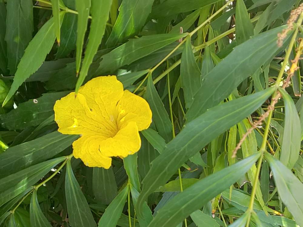 白詰草さんの投稿画像 月5月4日 Greensnap グリーンスナップ