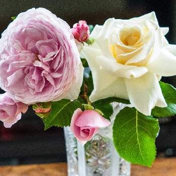 パスカリの画像 by Jiroさん | 部屋とオリビア・ローズ・オースチンとパスカリとピンクの花