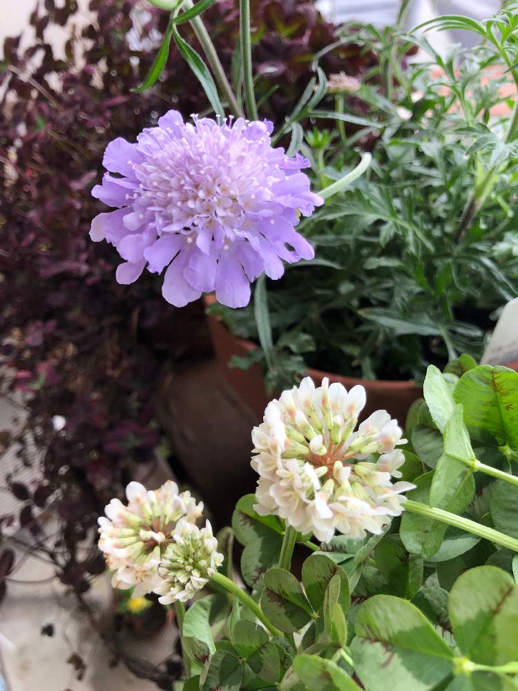 ベランダガーデニングの投稿画像 By Aoさん おうち園芸とスカビオサの花とクローバー と花のある暮らしと咲いた 月5月4日 Greensnap グリーンスナップ