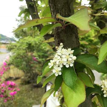 カマツカの投稿画像一覧 Greensnap グリーンスナップ