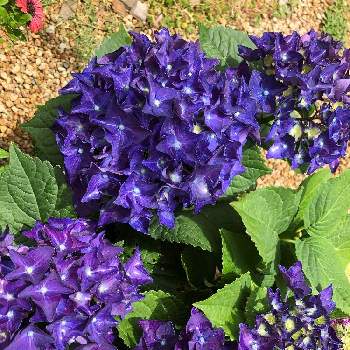 アジサイ ディープパープルの投稿画像一覧 Greensnap グリーンスナップ