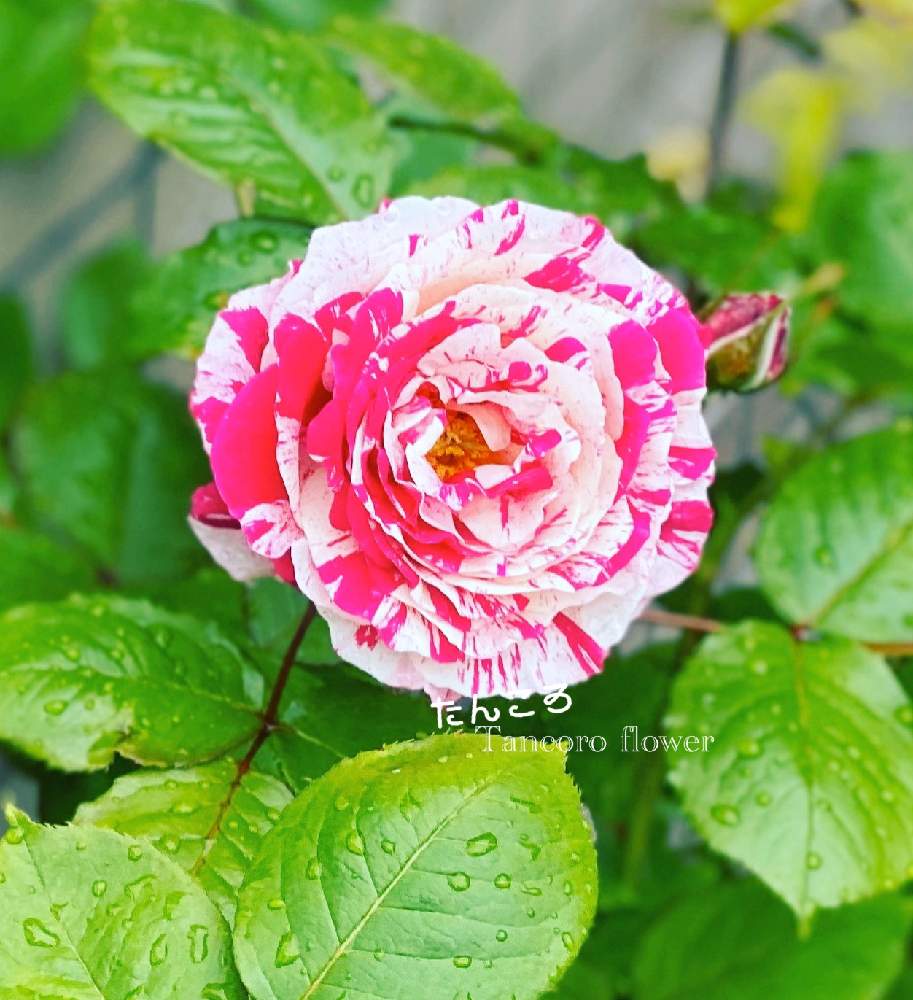 バラの投稿画像 By たんころさん センチメンタルとばら バラ 薔薇とおうち園芸とはるが来た と花のある暮らしと薔薇 月5月4日 Greensnap グリーンスナップ