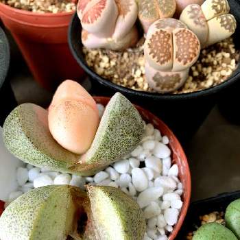 溶けたの投稿画像一覧 Greensnap グリーンスナップ