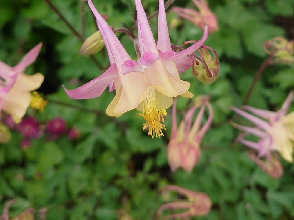 ももちさんの投稿画像 月5月4日 Greensnap グリーンスナップ