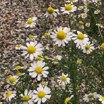 カモミールの投稿画像一覧 Greensnap グリーンスナップ