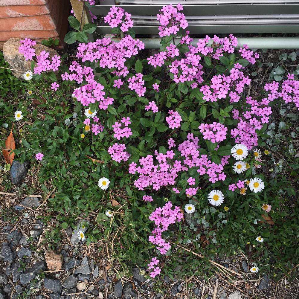 サポナリアの投稿画像 By Spaceさん ロックソープワートと小さな庭とハーブとロックガーデンと駐車場とおうち園芸とハーブとロックガーデンと駐車場とおうち園芸 月5月4日 Greensnap グリーンスナップ Greensnap グリーンスナップ