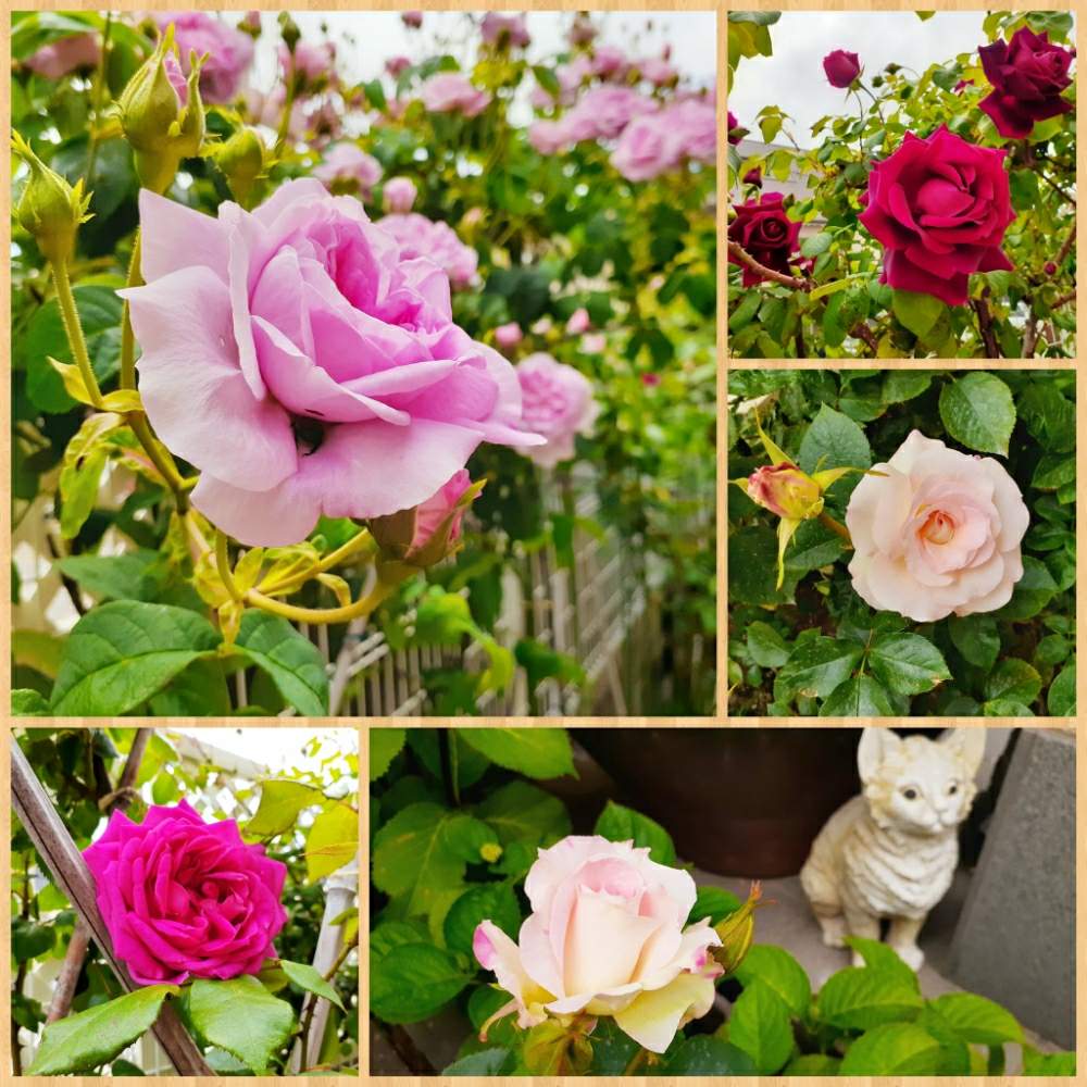 開花の投稿画像 By ケイさん ばら バラ 薔薇とコラージュときれいとにわとおうち園芸とピンクと庭のある暮らしと父の趣味とガーデニングとおしゃれと花のある暮らし 月5月4日 Greensnap グリーンスナップ