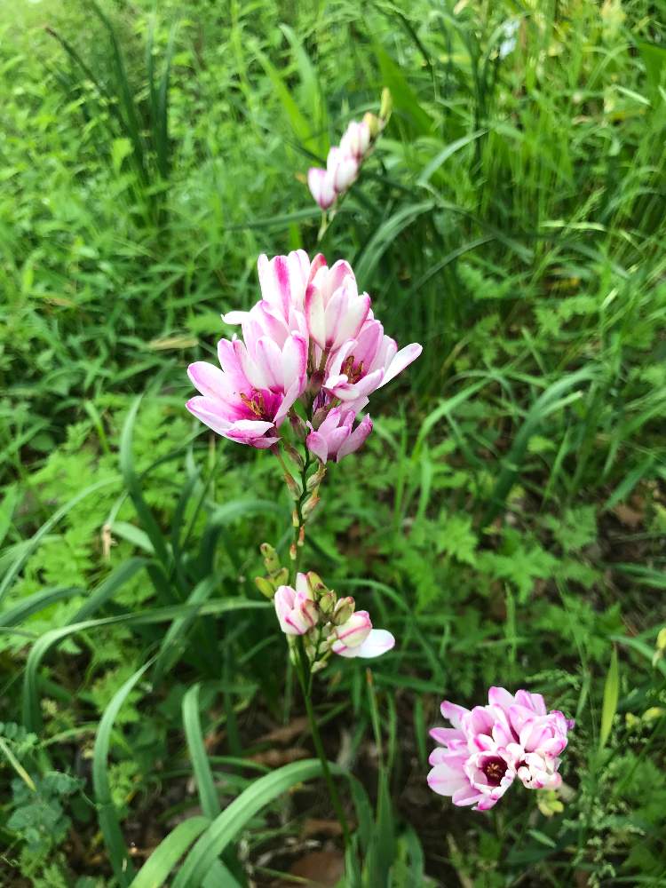 イキシアの投稿画像 By 草春さん 月5月4日 Greensnap グリーンスナップ