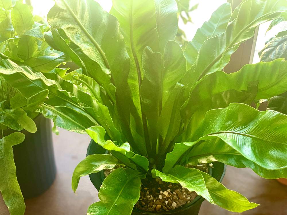 アスプレニウム プリカーツム ユニコーンの投稿画像 By ままちゃんこさん アスプレニウムと南国植物とおうち園芸と おうち園芸 フォトコンテストと 観葉植物のある暮らしと成長記録とシダ愛好会とgreen Up とシダの日とコロナおしりペンペン ὢ 月5月4日