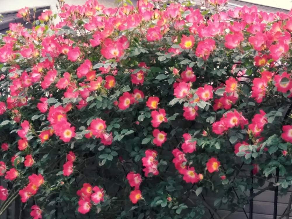 つるバラ カクテルの投稿画像 By クミさん ひとてま込めてと癒しとつるバラ カクテルと小さな庭 と花のある暮らし 月5月4日 Greensnap グリーンスナップ