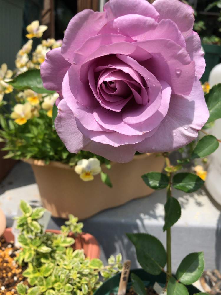 小さな庭の投稿画像 By メイさん ばら バラ 薔薇とばら大好きと挿し木苗と花のある暮らしとばら 薔薇 バラとばらの香りと夜来香とばら バラ 薔薇とばら 大好きと挿し木苗と花のある暮らしとばら 薔薇 バラとばらの香りと夜来香 月5月4日 Greensnap グリーン 小さな庭の投稿画像 By メイさん ばら バラ 薔薇とばら大好きと挿し木苗と花のある暮らしとばら 薔薇 バラとばらの香りと夜来香とばら バラ 薔薇とばら 大好きと挿し木苗と花のある暮らしとばら 薔薇 バラとばらの香りと夜来香 月5月4日 Greensnap グリーン
