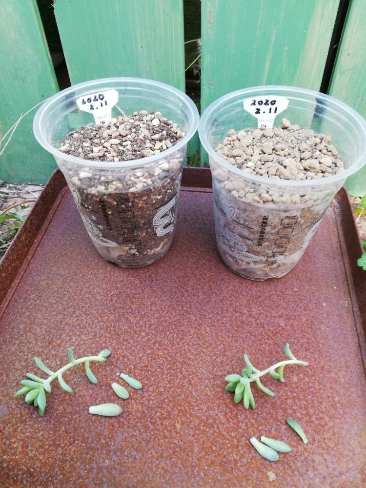 2種類の多肉植物の土による 成長の違いを確めてみた Greensnap グリーンスナップ