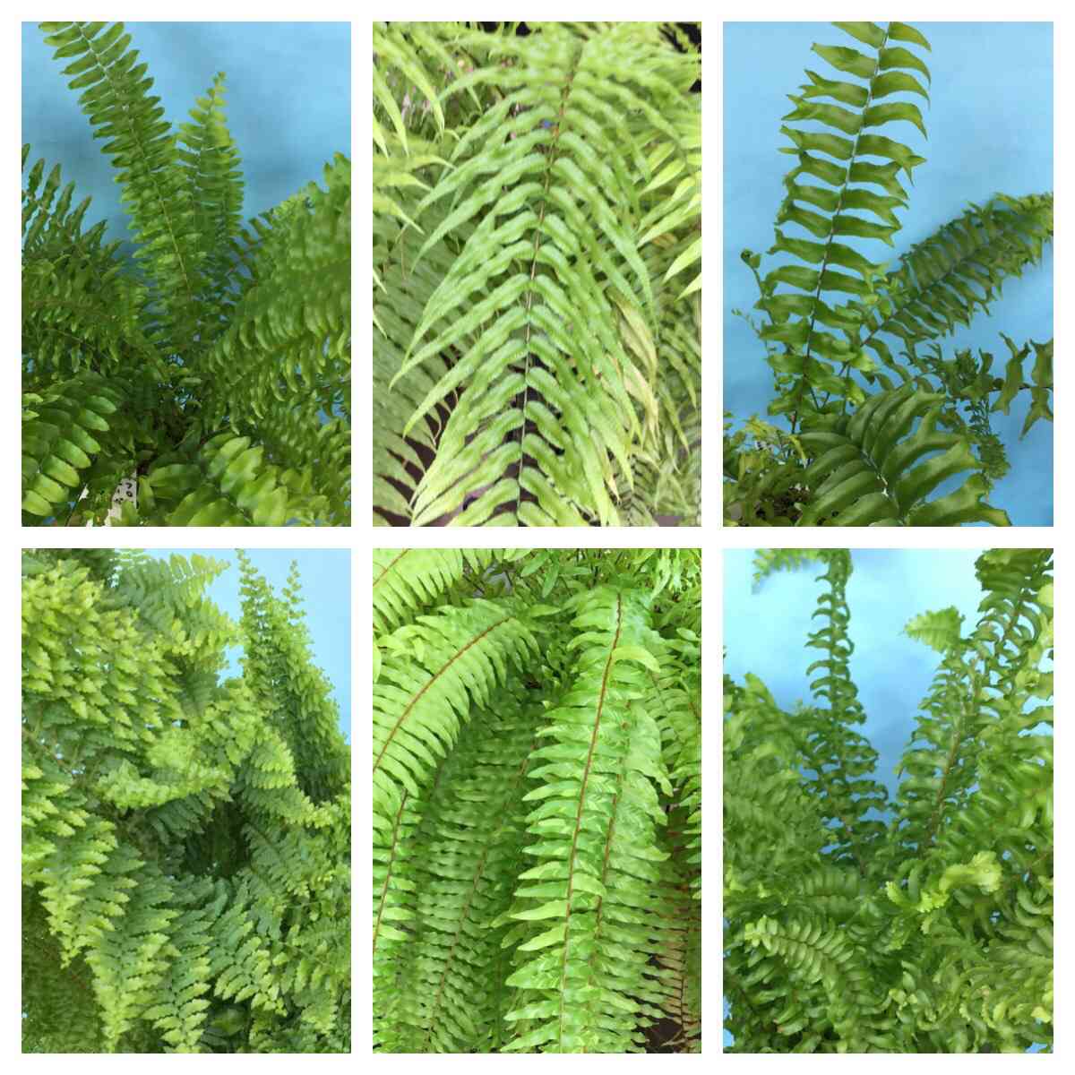 ホウビカンジュの一覧｜🍀GreenSnap（グリーンスナップ）