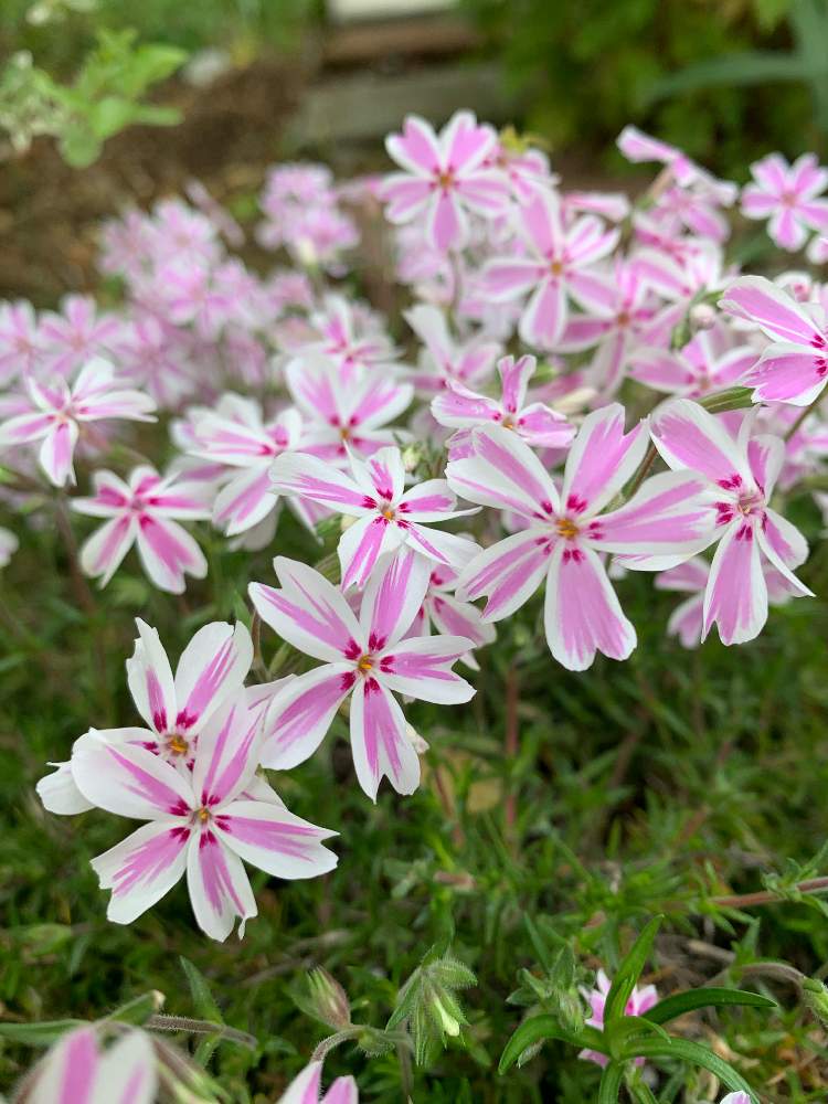 シバザクラ キャンディストライプの投稿画像 By Yuccaさん 花のある暮らしと山梨県 月5月4日 Greensnap グリーンスナップ