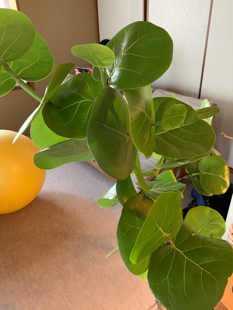 シーグレープ ハマベブドウ の投稿画像 By きときとさん 月5月4日 Greensnap グリーンスナップ Greensnap グリーンスナップ