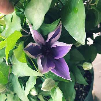 クレマチス ミゼットブルーの投稿画像一覧 Greensnap グリーンスナップ