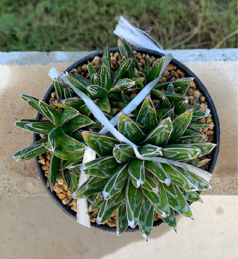 品質大株 ダルマ 笹の雪 Agave victoriae reginae 観葉植物