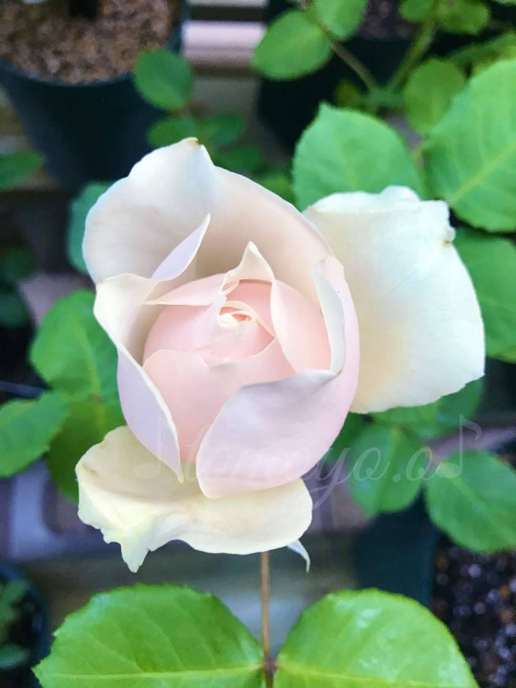 バラの投稿画像 By 幻テラスのともちゃん2年生さん イングリッシュローズとばら バラ 薔薇と薔薇愛同盟と房咲きとおうち時間とデビッドオースチンとstay At Homeと日陰でバラとおうち園芸と日陰と感染防止に努めましょう とバラ オールドローズとイングリッシュ