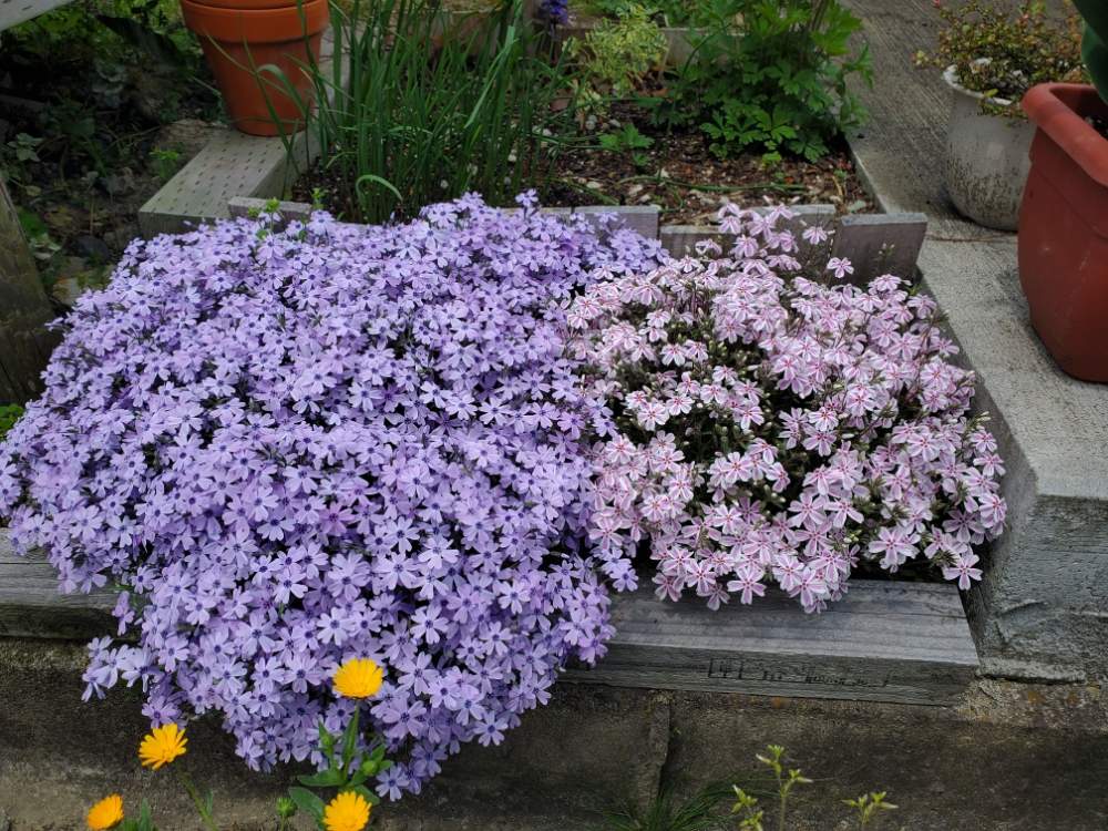 シバザクラの投稿画像 By みかん太さん シバザクラ 多摩の流れとシバザクラ オーキントンブルーアイと小さな庭と小花と花のある暮らしと東側と日向と小花と 花のある暮らしと東側と日向 月5月4日 Greensnap グリーンスナップ Greensnap グリーンスナップ