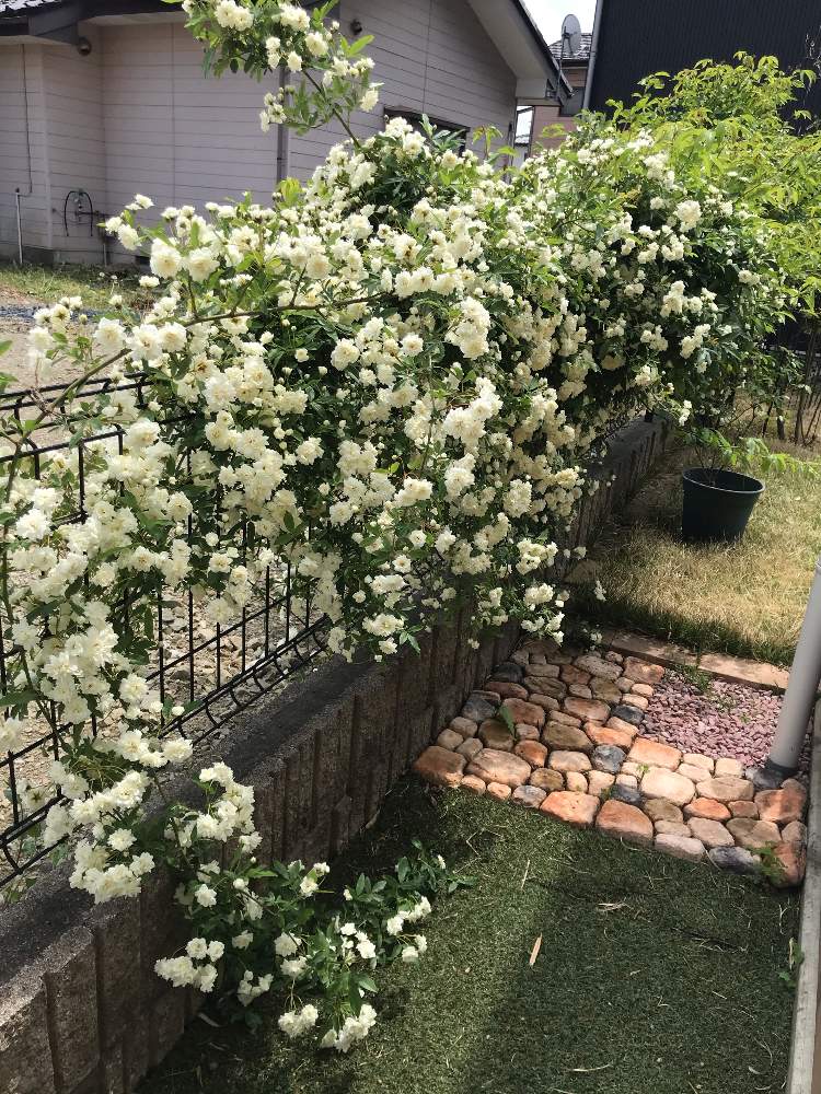 モッコウバラの投稿画像 By マリさん 白モッコウバラとつるバラときれいと白いとつぼみがたくさんとかわいいと強健とさわやかとつる植物 月5月4日 Greensnap グリーンスナップ