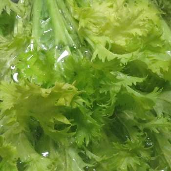 葉ワサビ 花ワサビ醤油漬けの投稿画像一覧 Greensnap グリーンスナップ