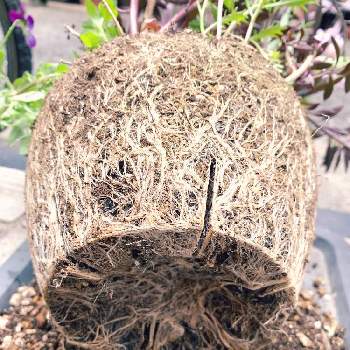 根鉢の画像 by mossさん | 金魚草ブロンズドラゴンと根鉢