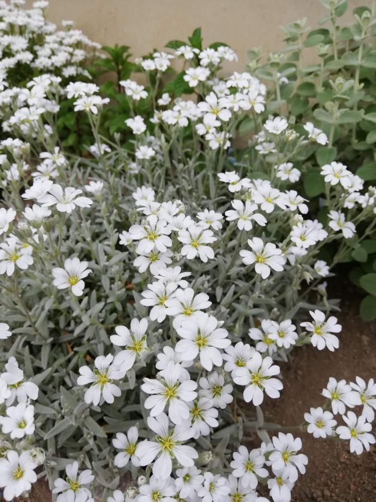 シルバーカーペットの投稿画像 By 42valleyさん ガーデニングと白い花と花のある暮らしとおうち園芸 月5月4日 Greensnap グリーンスナップ