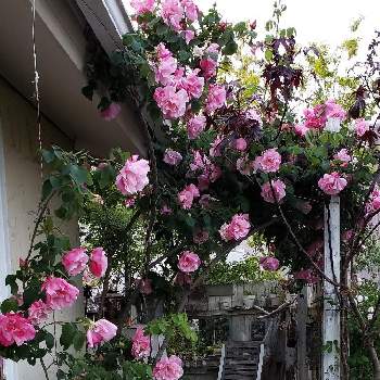 朝日を浴びる花の画像 by リセさん | 花のある風景とおきにいり ♡とだいすき♥️とつぼみが♪と庭の木とガーデニングと花のある暮らしと朝日を浴びる花と薔薇スパニッシュビューティーと花が好き