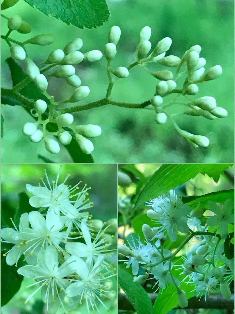 サワフタギの投稿画像 By ひめだかさん 花木と花期長いと花のある暮らしと実物と落葉低木と耐寒性とハイノキ科と地植えと散歩中 月5月4日 Greensnap グリーンスナップ