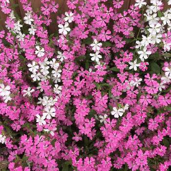 シレネ属の投稿画像一覧 Greensnap グリーンスナップ