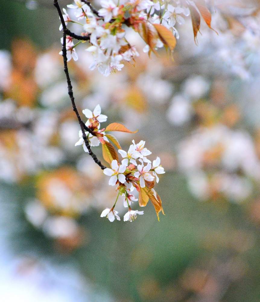 山桜の投稿画像 By ヒマワリさん お出かけ先と癒しとかわいい と今日の花写真と木の花が好きと癒しとかわいい と今日の花写真と木の花が好き 月5月5日 Greensnap グリーンスナップ Greensnap グリーンスナップ